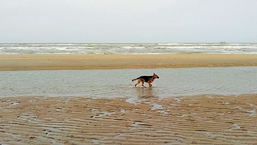 Dog on beach by sea against sky