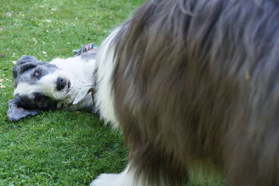 Dog looking away