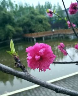 Close-up of pink flower blooming on tree