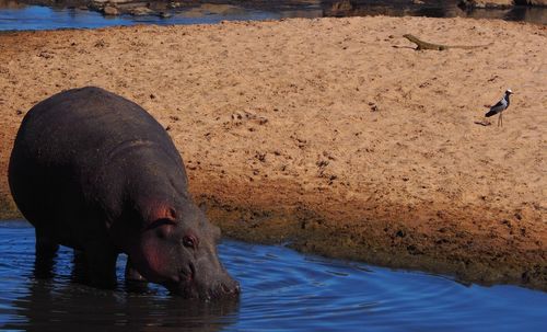 Hippopotamus drinking water from lake