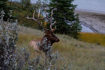 Deer in a field