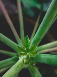 Close-up of succulent plant