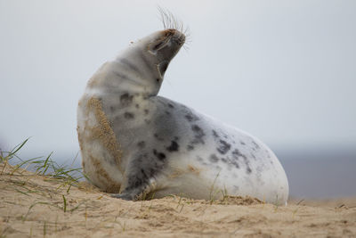 View of an animal on beach