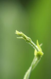 Close-up of green leaves