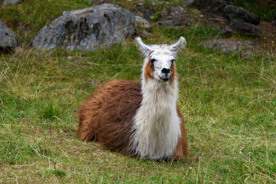 Portrait of a horse on field