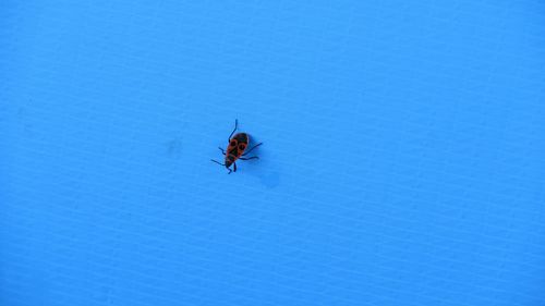 Low angle view of insect against clear blue sky