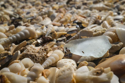 Sea glass, turritella cingulifera shells and seashells on beach