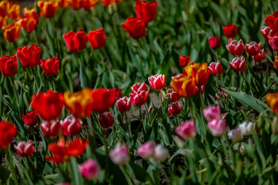 Close-up of red tulips