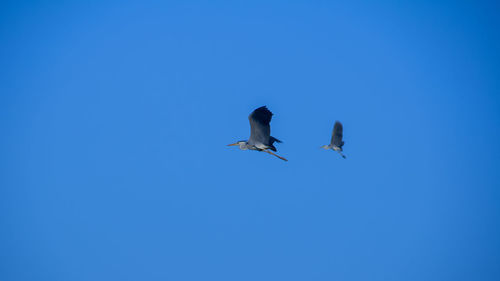 Low angle view of birds flying against clear blue sky