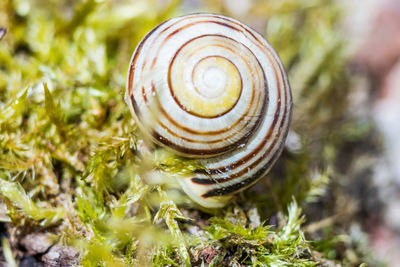 Close-up of snail