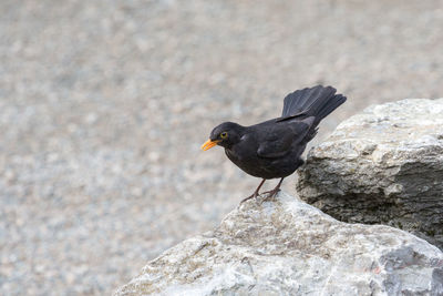 High angle view of blackbird perching on rock