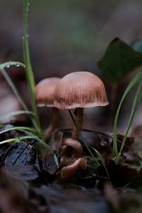 Close-up of mushroom growing on field
