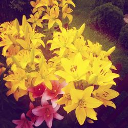 Close-up of yellow flower