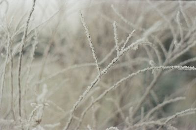 Full frame shot of spider web