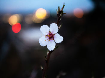 Close-up of cherry blossoms in spring