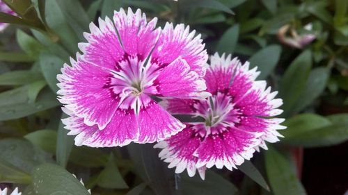 Close-up of pink flowers blooming outdoors