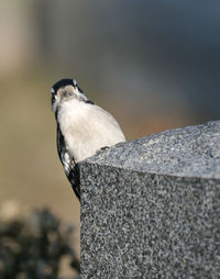 Close-up of bird perching on wood