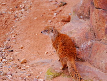 Lizard sitting on rock