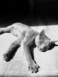 High angle view of cat resting on hardwood floor