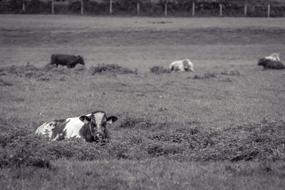 Sheep lying in grass