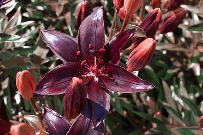 Close-up of red lily blooming outdoors