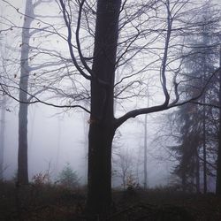 Bare tree in forest against sky