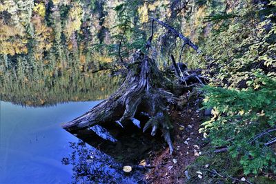 Driftwood on tree stump in forest