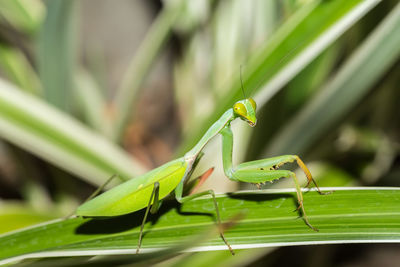 Close-up of insect on leaf