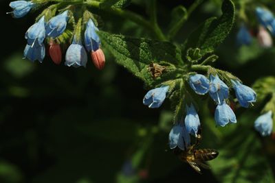 Close-up of flowers on tree