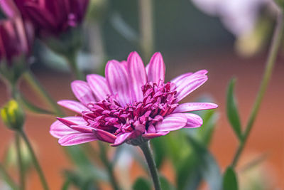 Close-up of purple gerbera