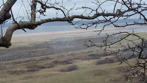 Bare trees against sky