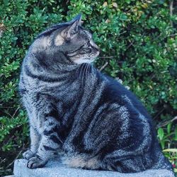 View of a cat looking away