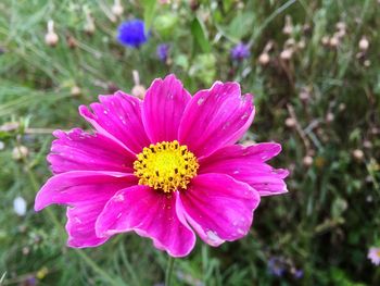 Close-up of pink daisy blooming outdoors