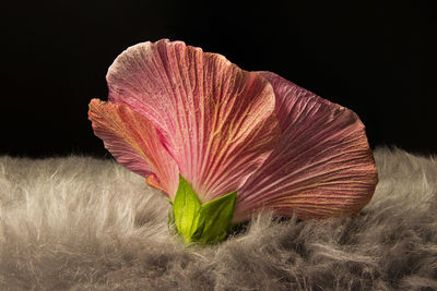 Close-up of flower plant against black background