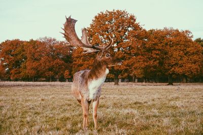 Deer on field against trees