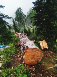 Stack of logs on field in forest