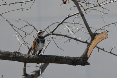 Bird perching on bare tree against sky