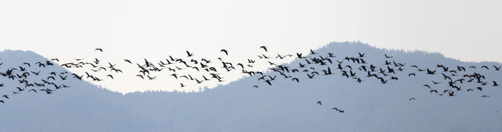 Flock of birds flying in the sky