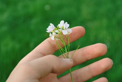 Close-up of hand holding small white flower