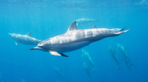 Fish swimming in sea