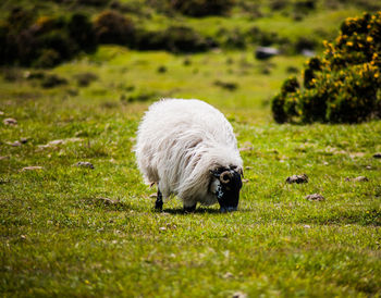 Sheep on grassy field