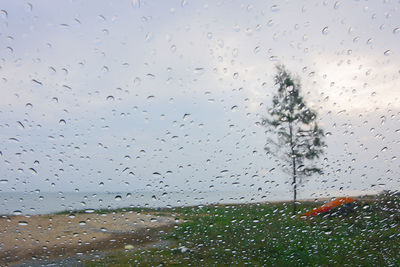 Close-up of wet tree against sky during rainy season