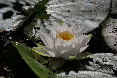 Close-up of white flower