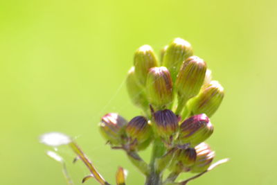 Close-up of flowering plant