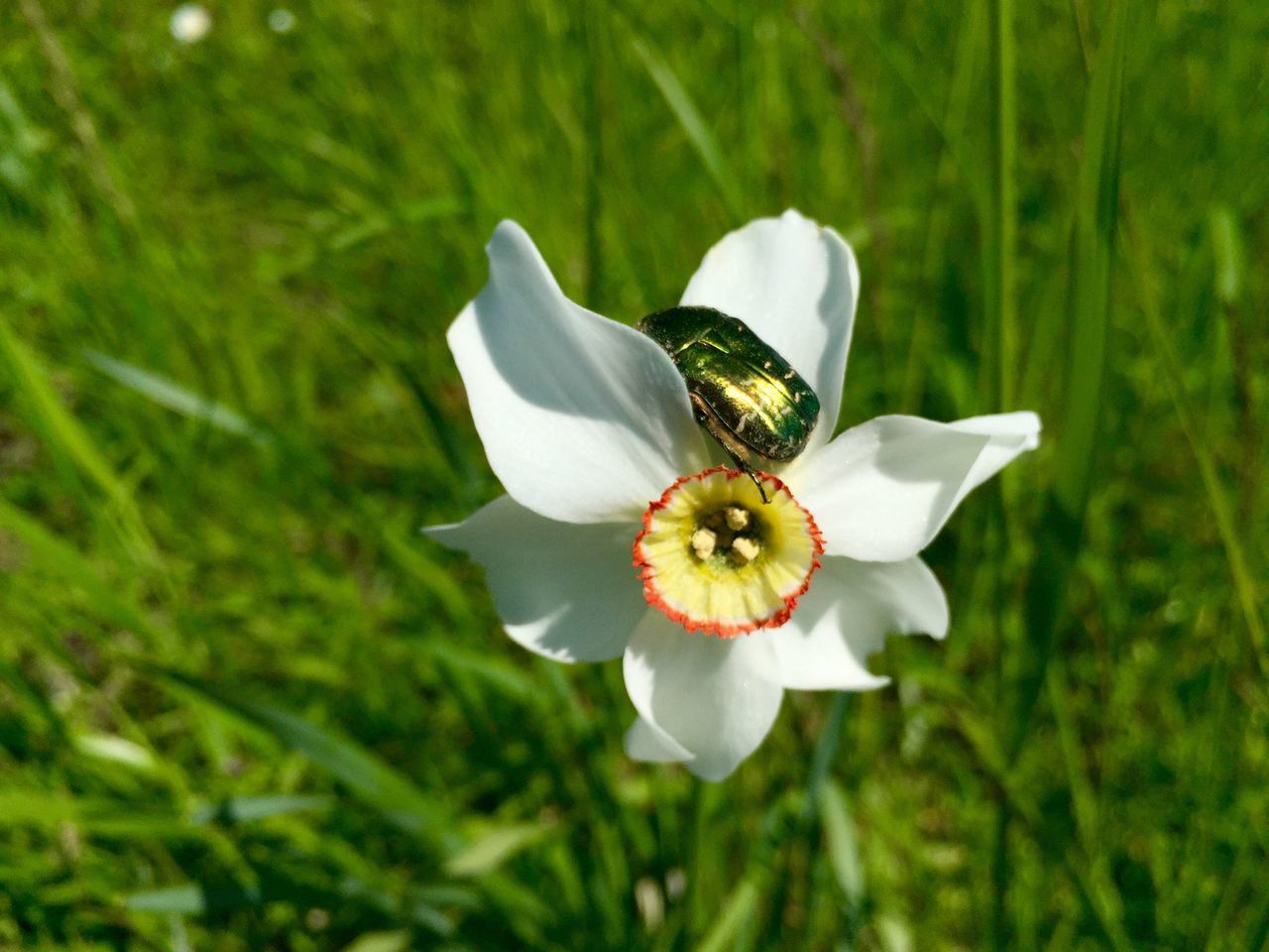 flower, petal, freshness, flower head, white color, fragility, growth, focus on foreground, beauty in nature, close-up, single flower, nature, blooming, pollen, plant, insect, selective focus, in bloom, stamen, white