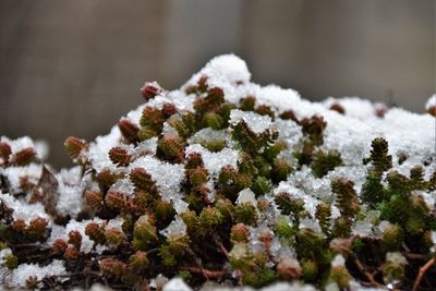 Succulents in the snow