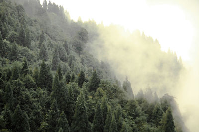 Panoramic view of forest against sky