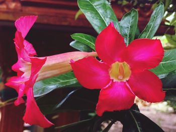 Close-up of flowers blooming outdoors