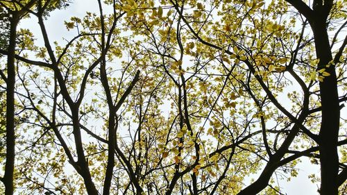 Low angle view of flowering tree against sky