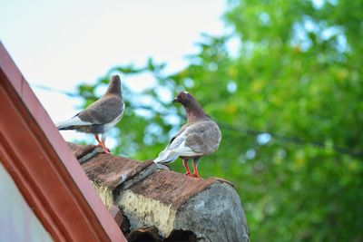 Close-up of bird perching on tree